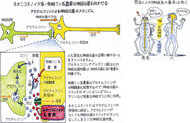 有機 リン 中毒 症状